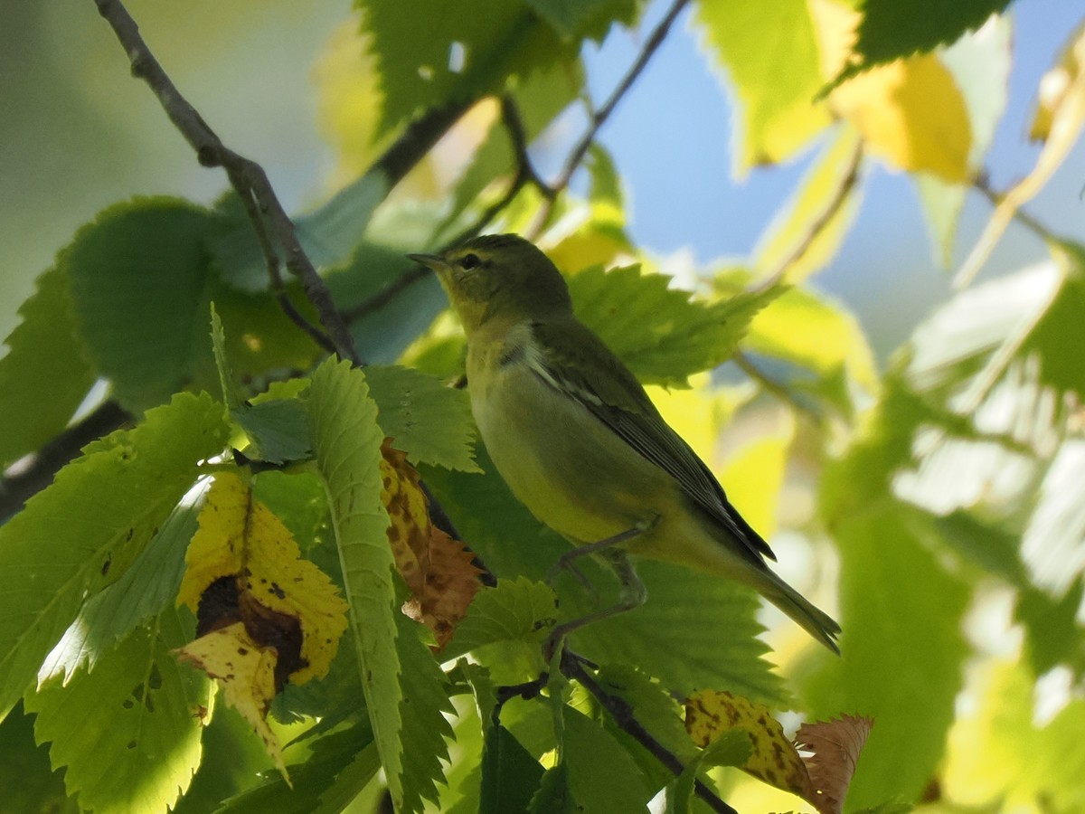 Tennesse Ötleğeni - ML641778993