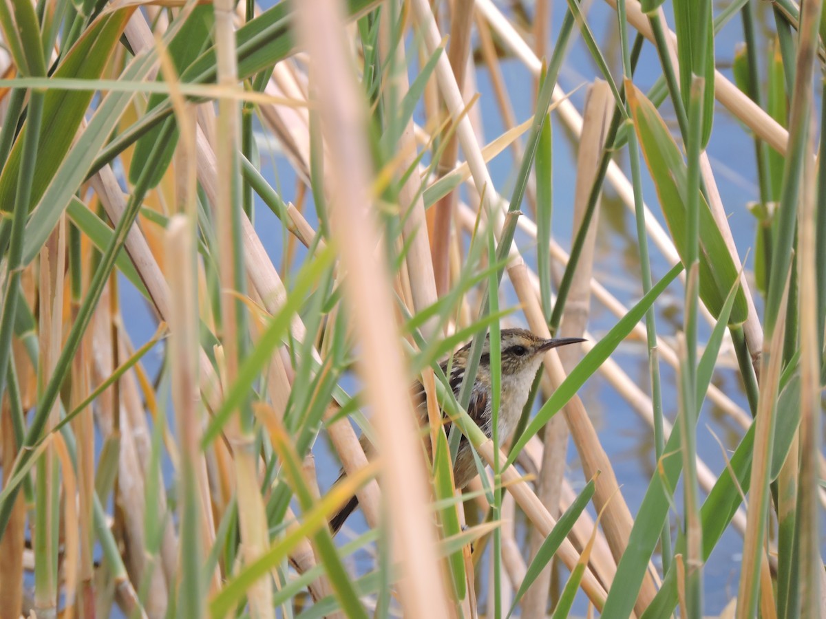 Wren-like Rushbird - ML641779013
