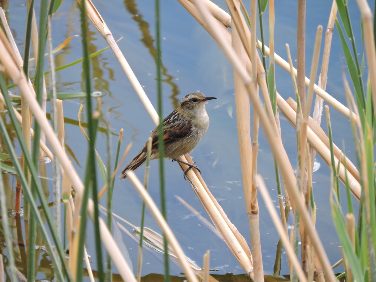 Wren-like Rushbird - ML641779018