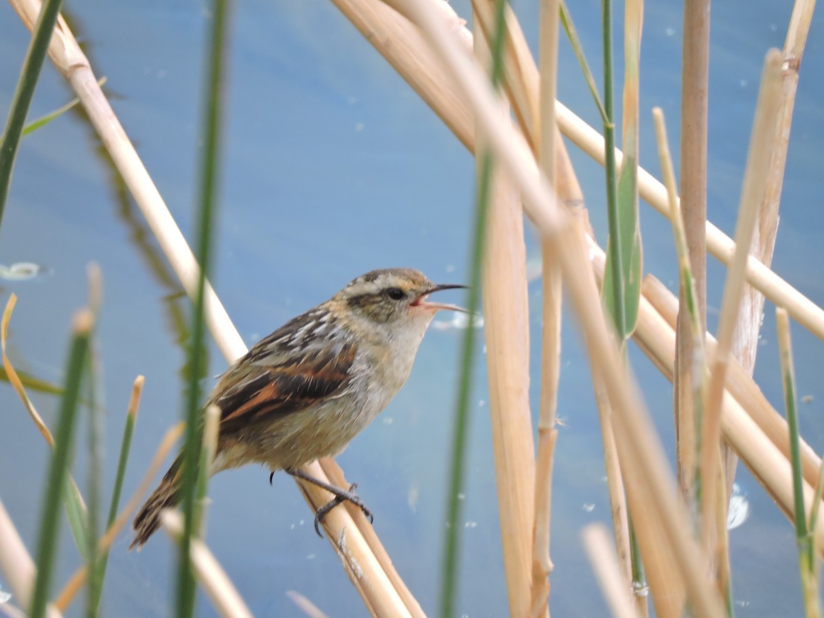 Wren-like Rushbird - ML641779022
