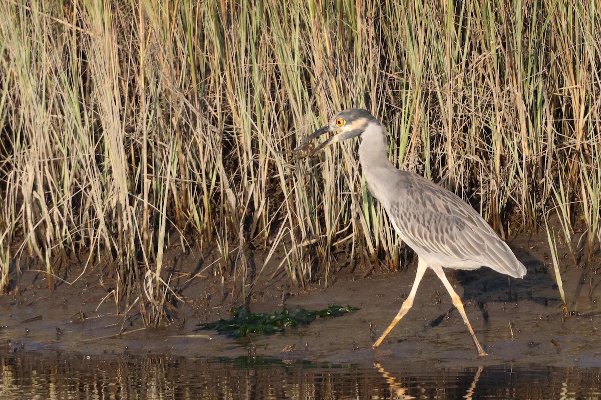シラガゴイ - ML641779039