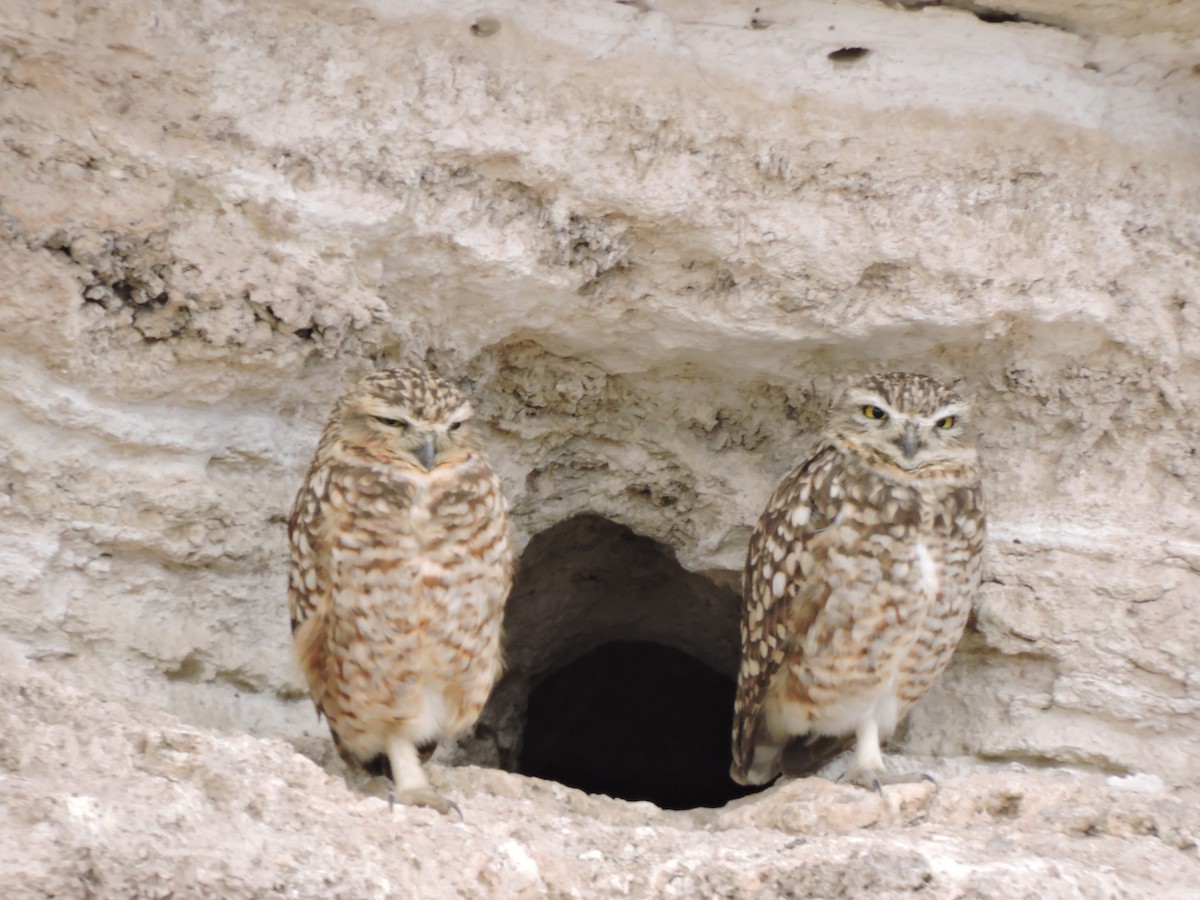 Burrowing Owl - ML641779078