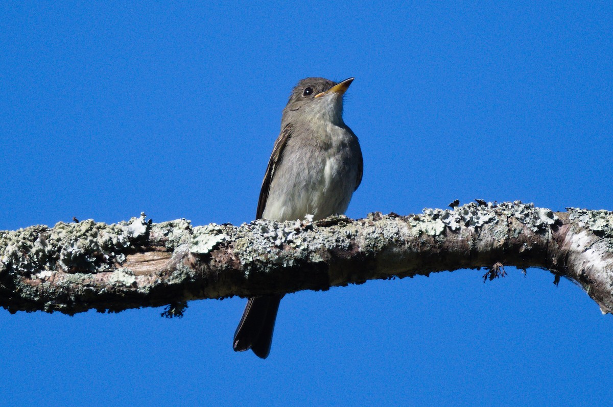 Eastern Wood-Pewee - ML641779099