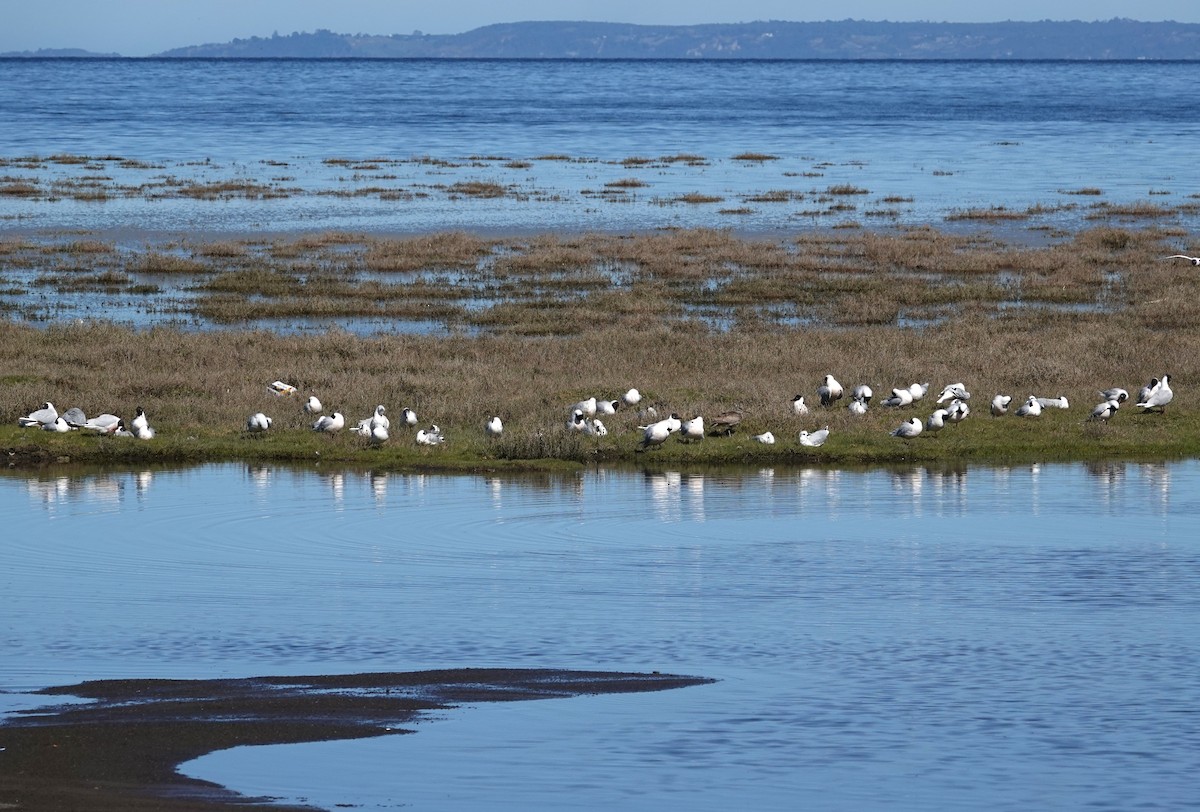 Mouette de Patagonie - ML641779101
