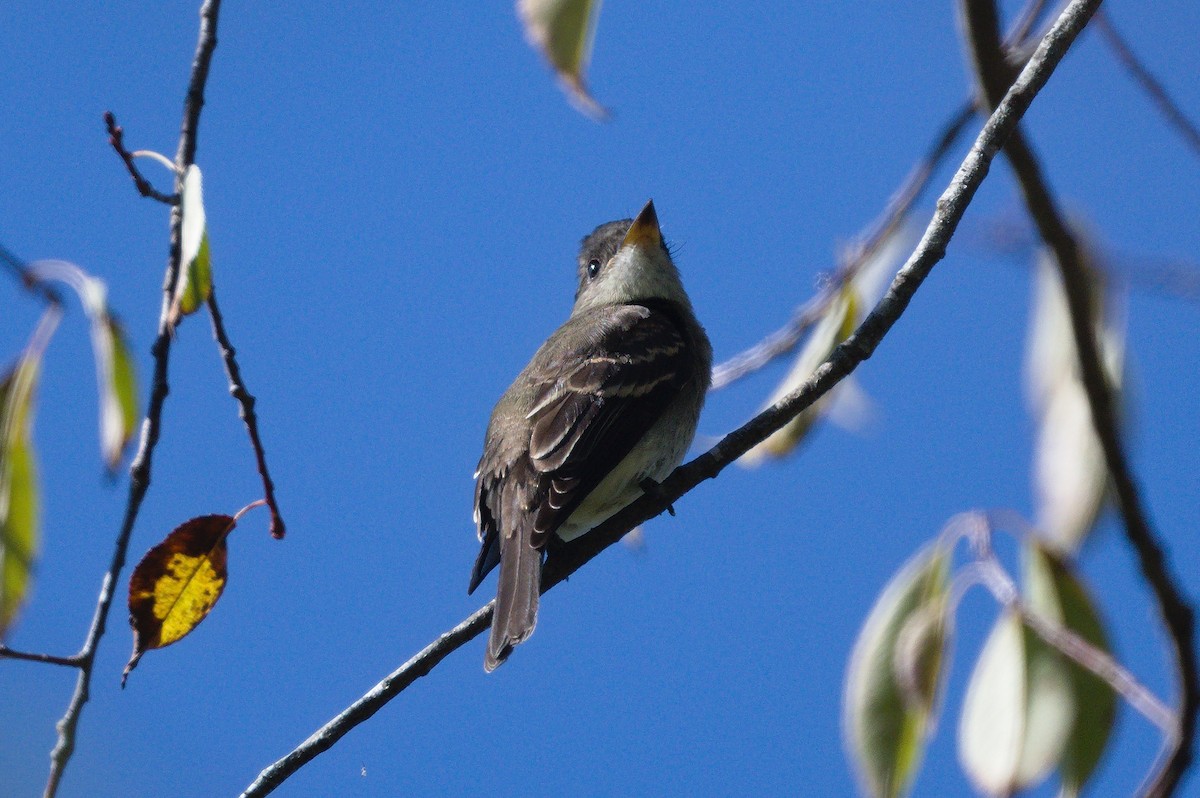 Least Flycatcher - ML641779105
