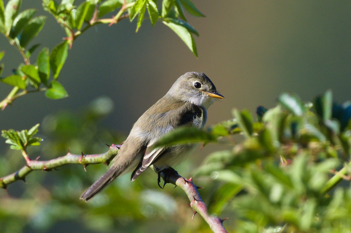 Empidonax sp. - ML641779121