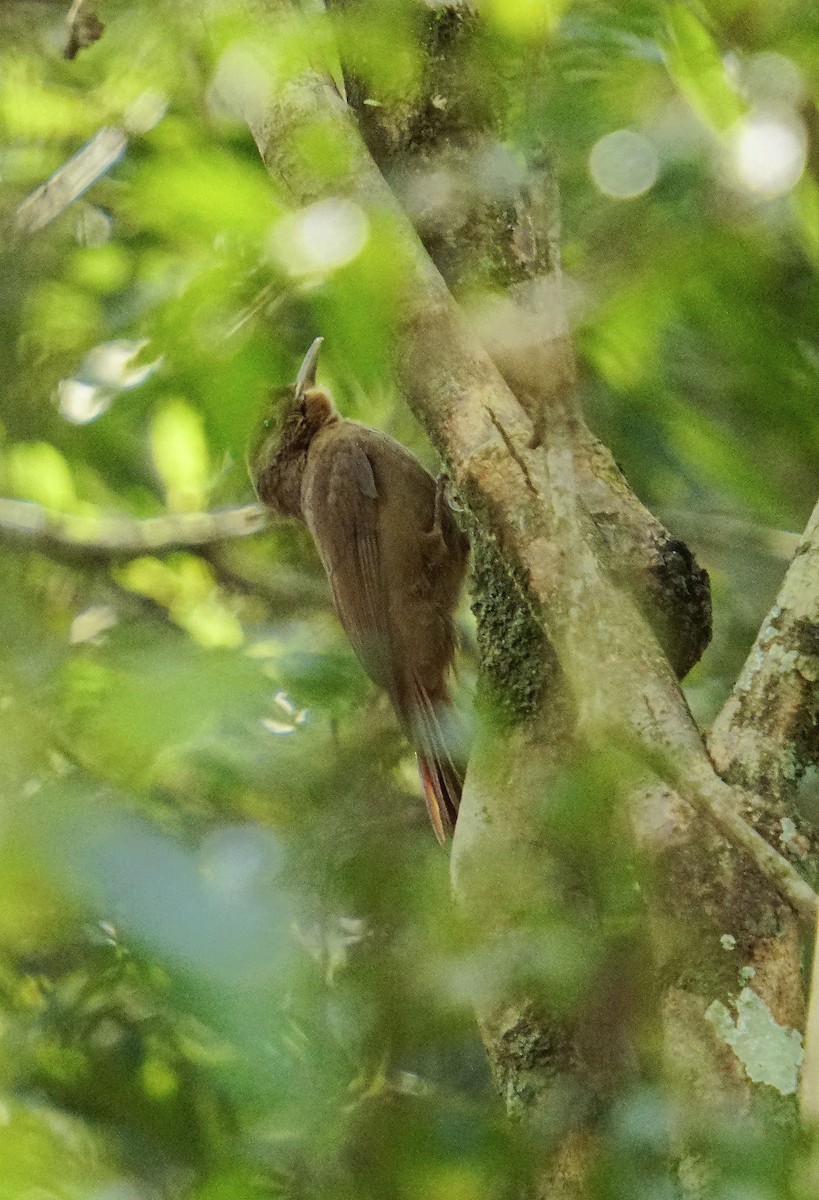 Plain-winged Woodcreeper - ML641779129