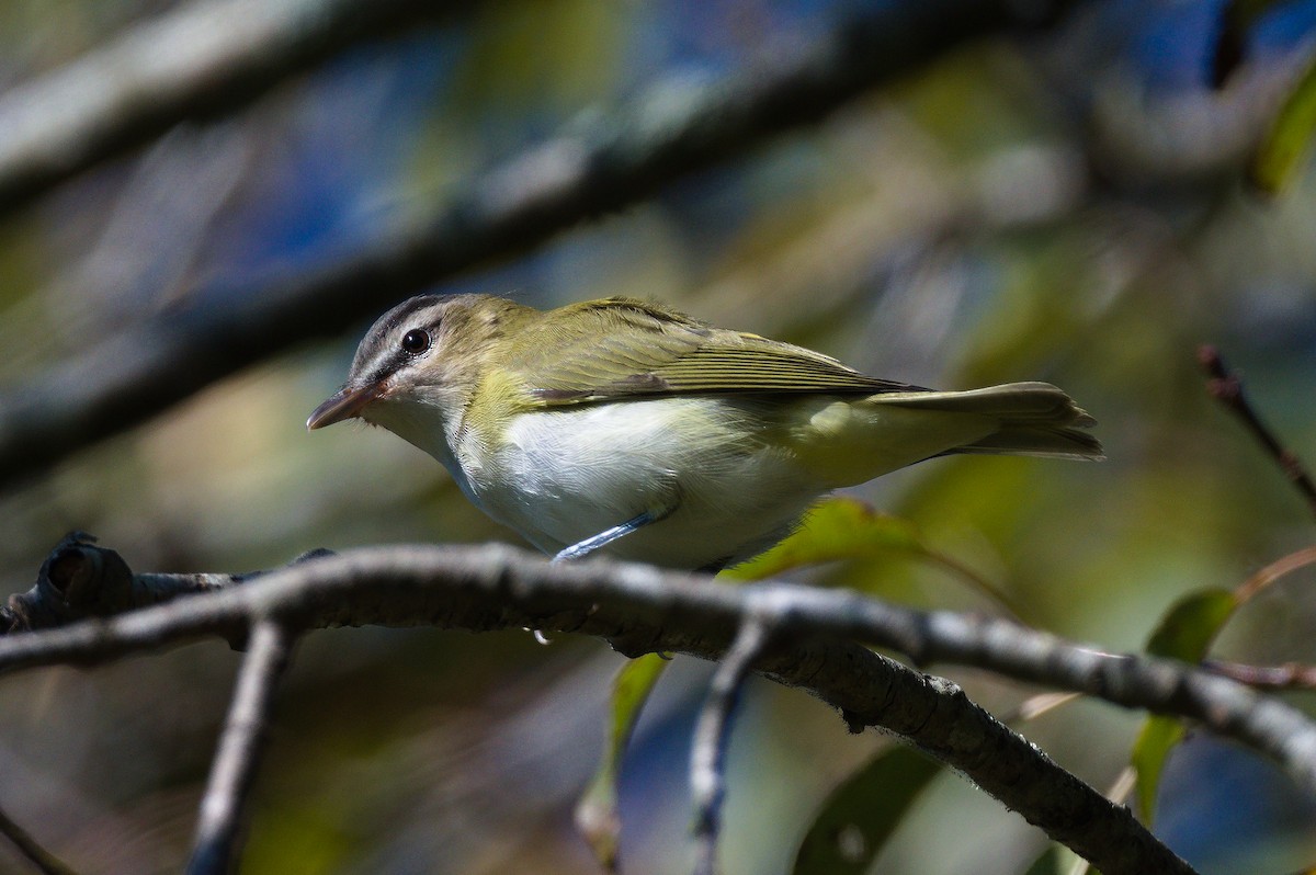 Red-eyed Vireo - ML641779137