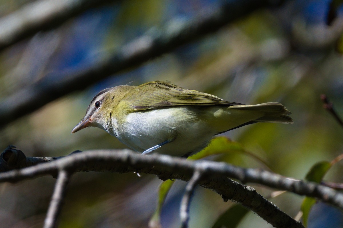 Red-eyed Vireo - ML641779165