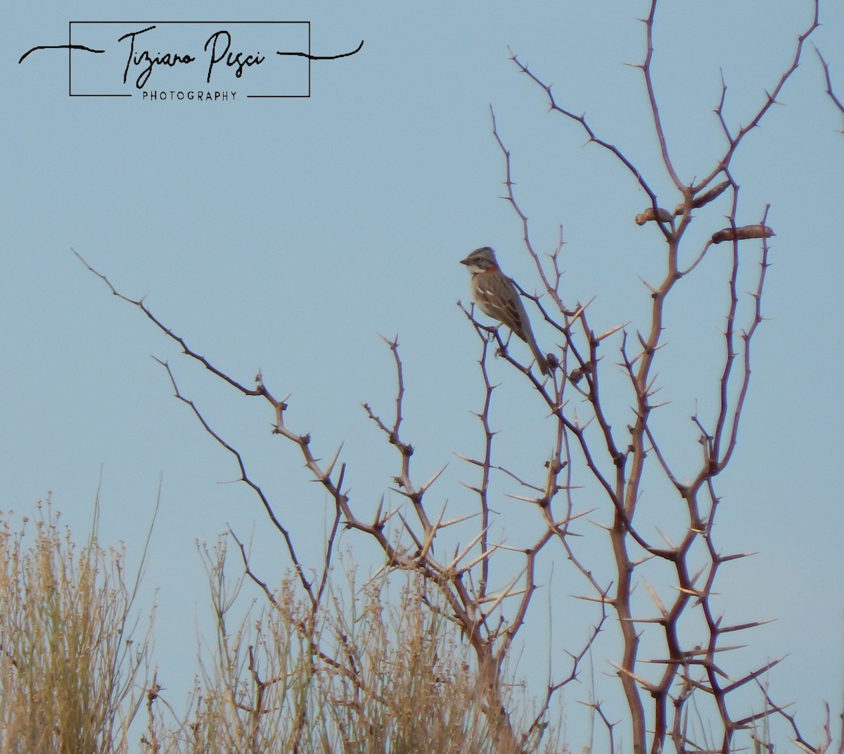 Morgenammer - ML641779170