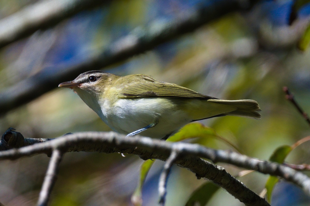 Red-eyed Vireo - ML641779172