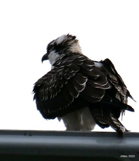 Osprey - ML641779189