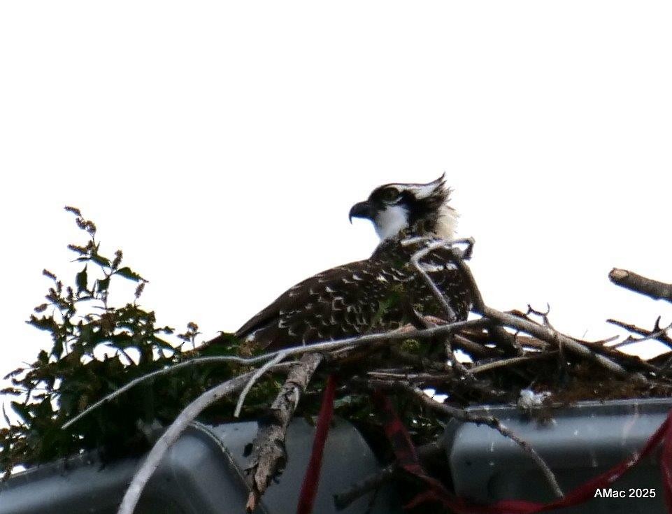 Osprey - ML641779190