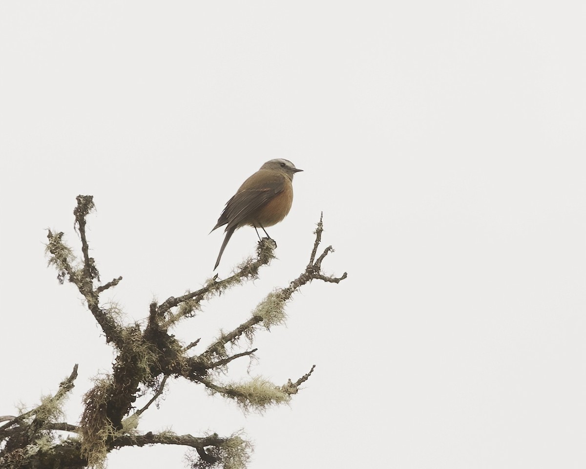 Brown-backed Chat-Tyrant - ML641779203