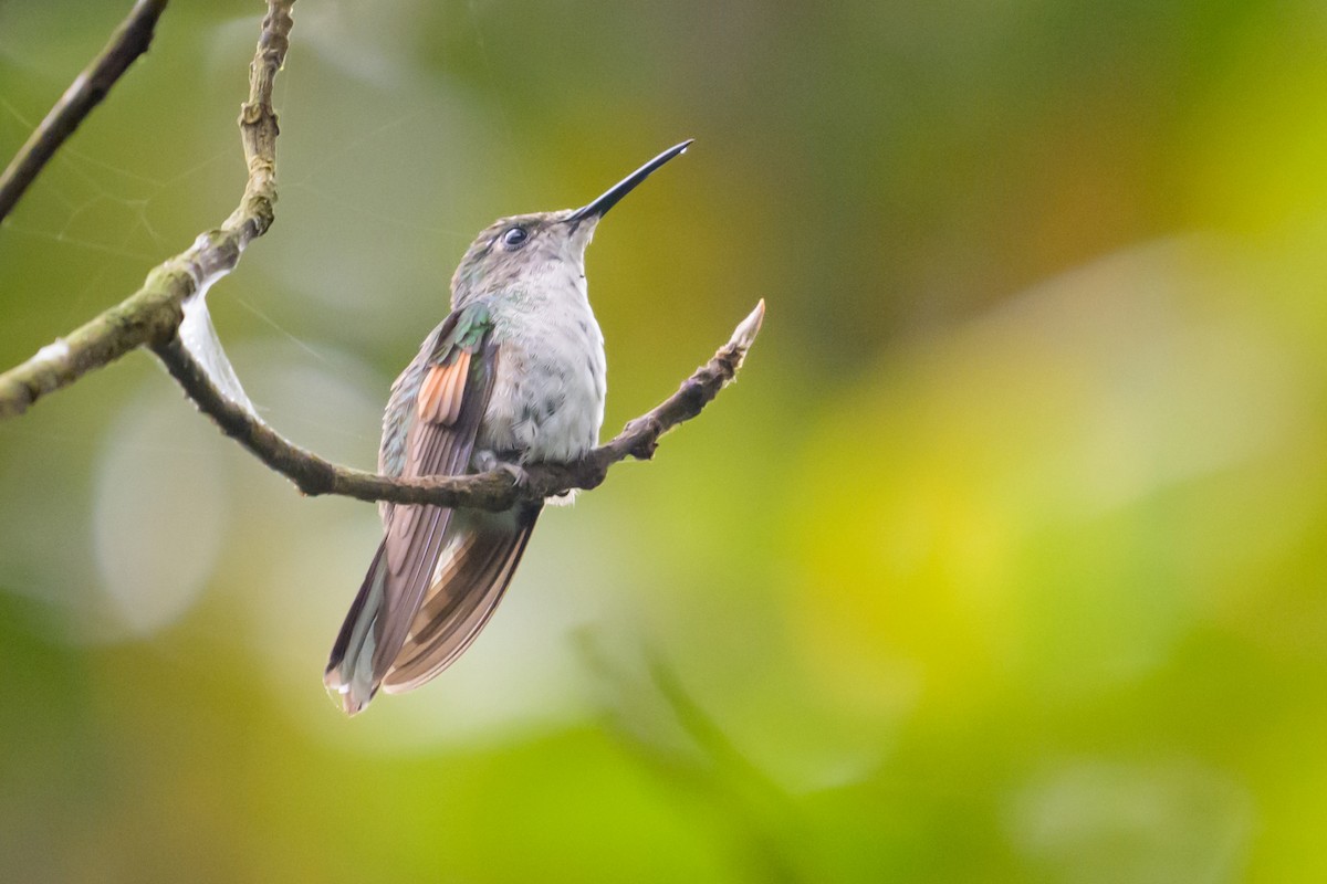 White-tailed Hummingbird - ML641779210