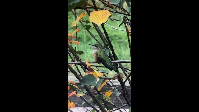 Broad-tailed Hummingbird - ML641779231