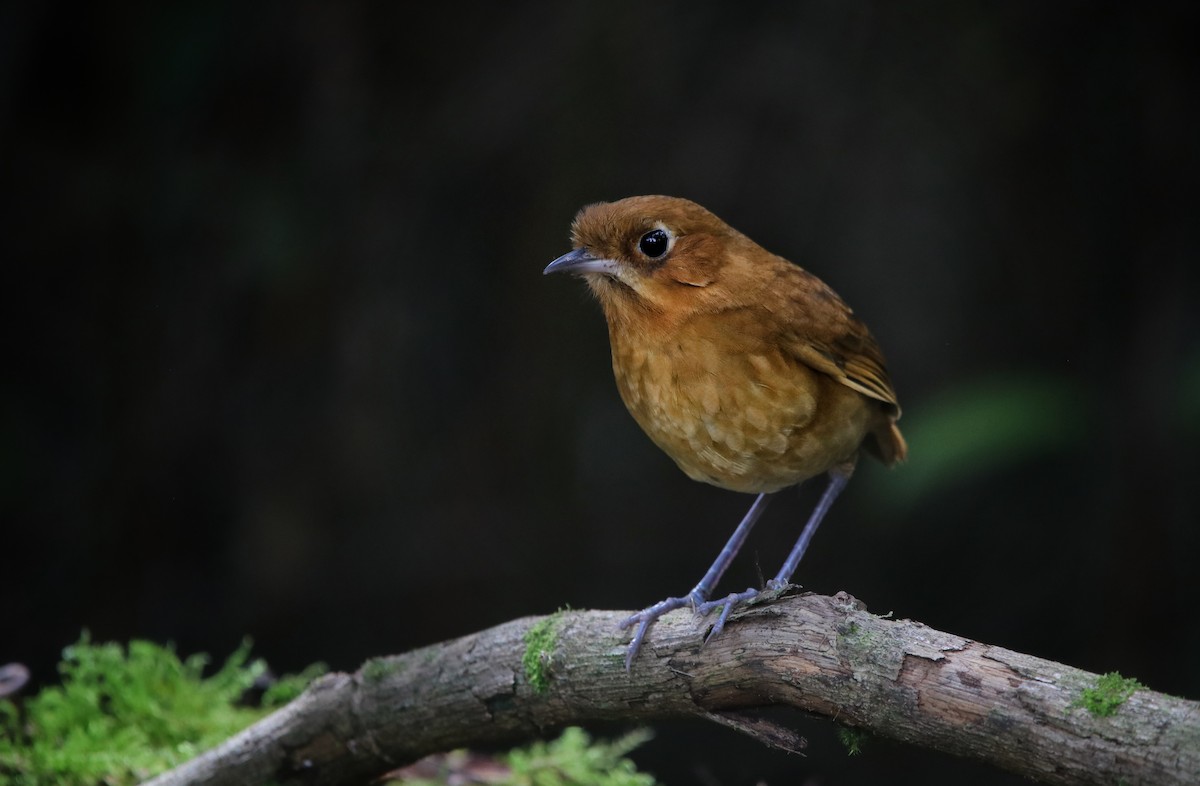 Muisca Antpitta - ML641779283