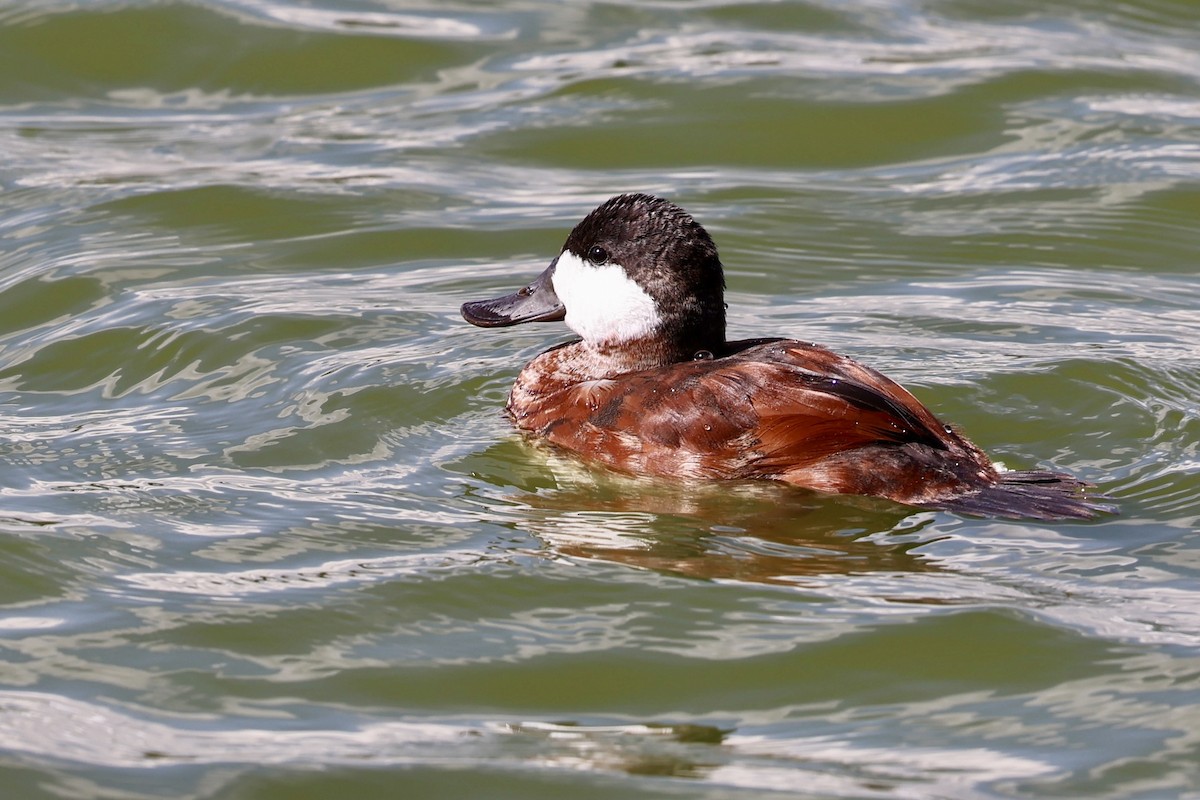 Ruddy Duck - ML641779284