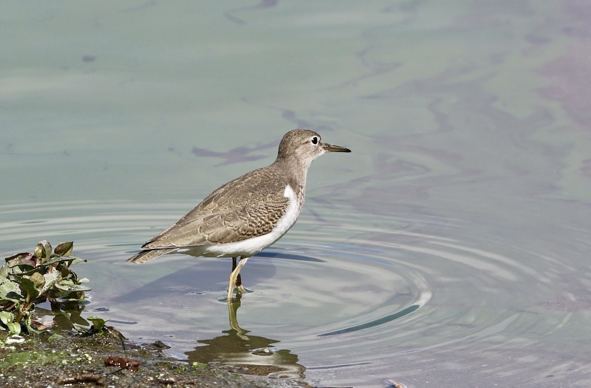 Spotted Sandpiper - ML641779298