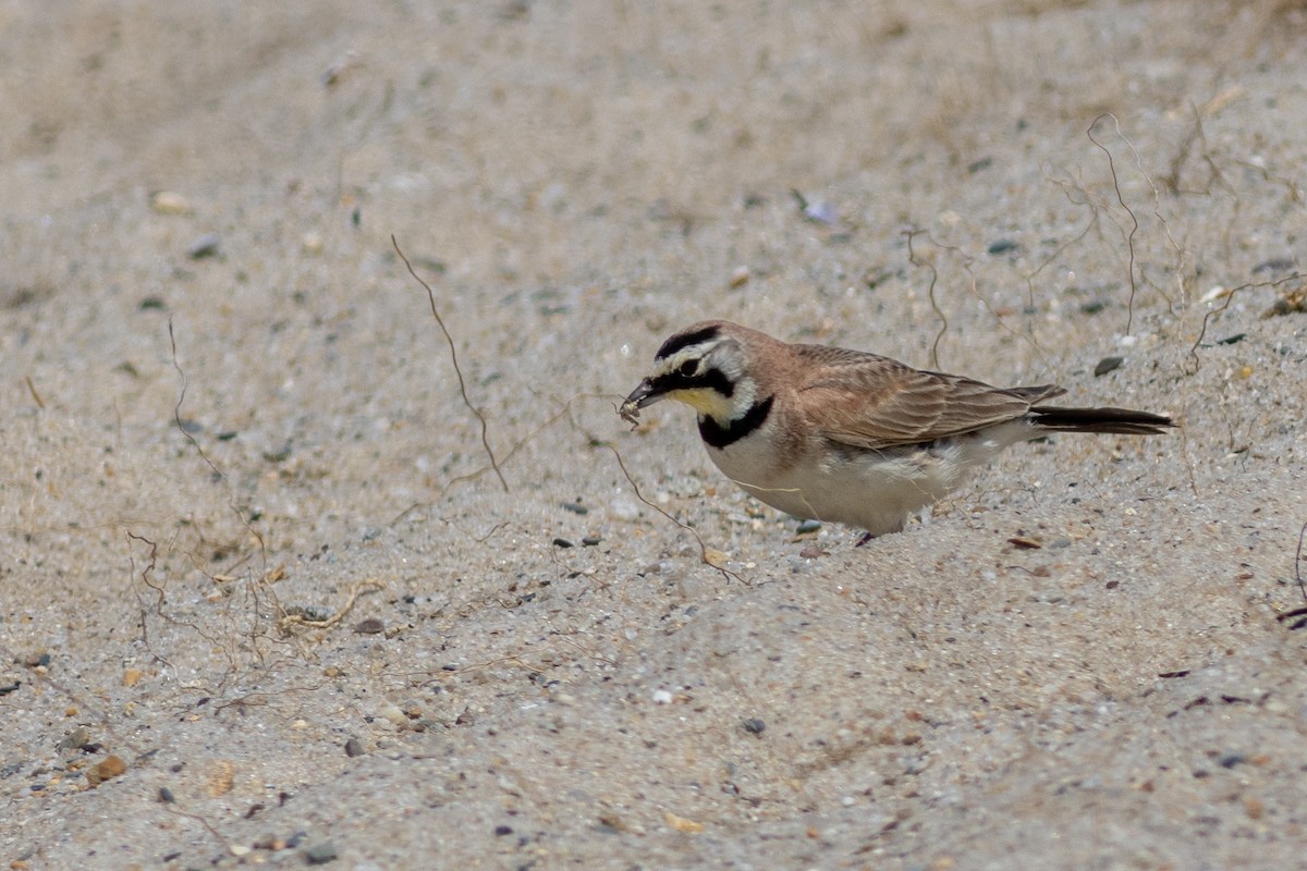 skřivan ouškatý - ML641779309