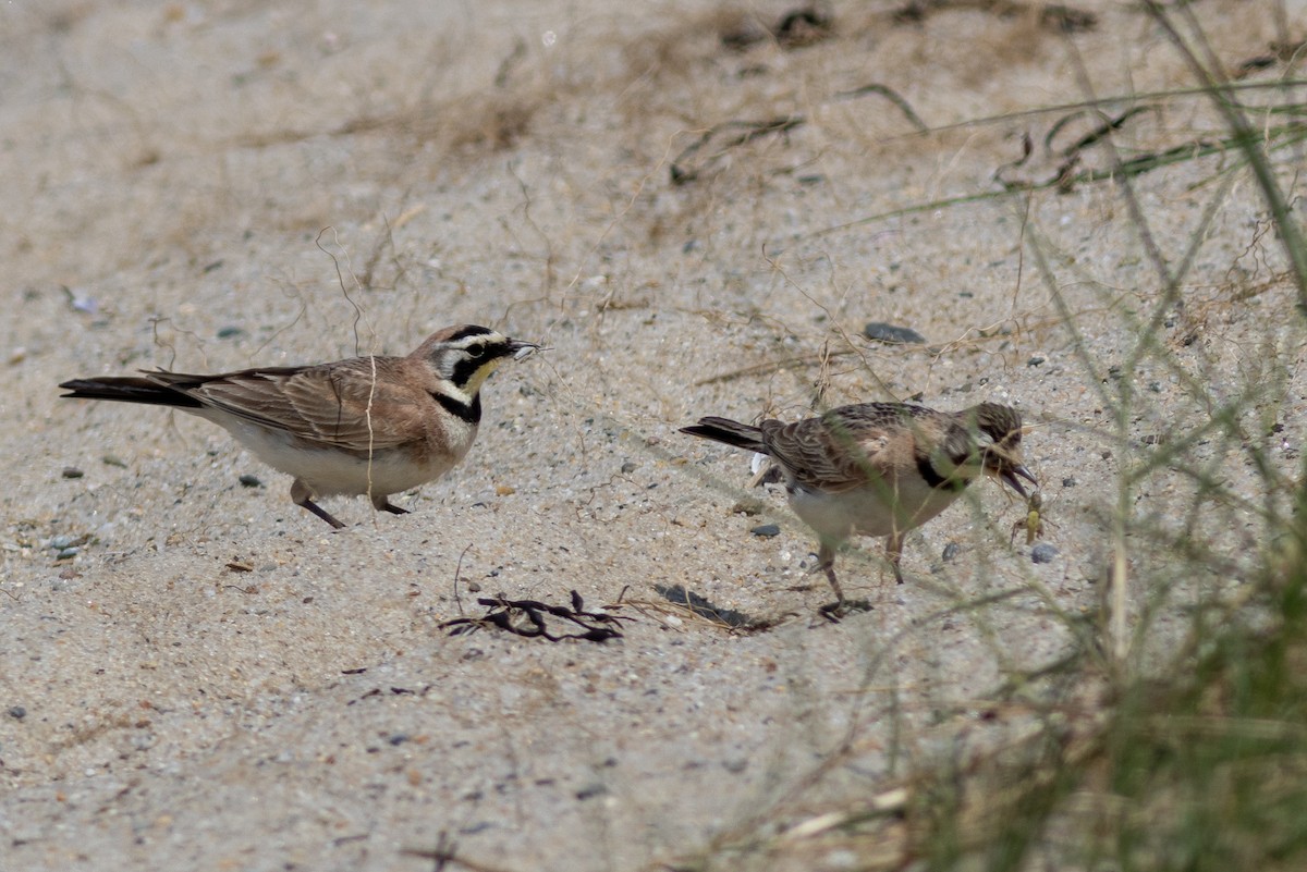 skřivan ouškatý - ML641779310