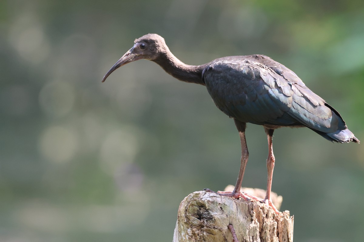 Bare-faced Ibis - ML641779315