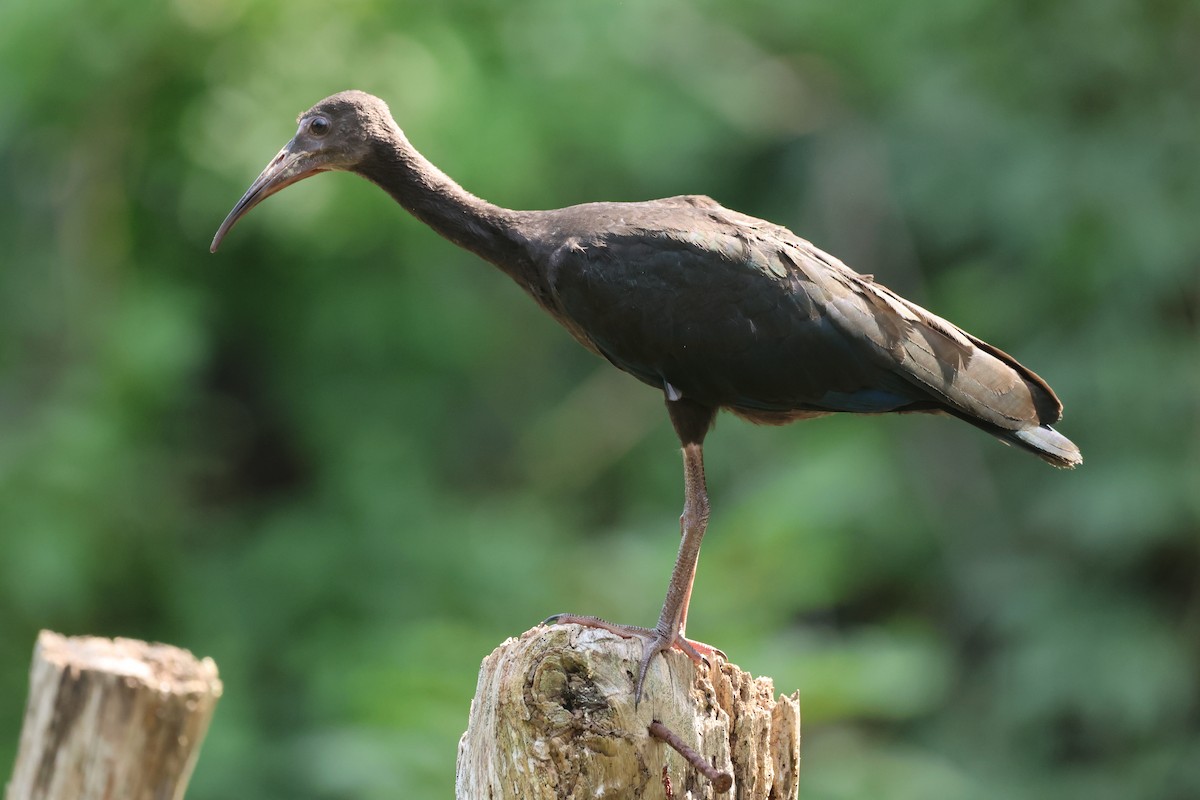 Bare-faced Ibis - ML641779316