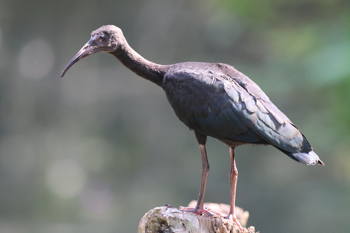 Bare-faced Ibis - ML641779317