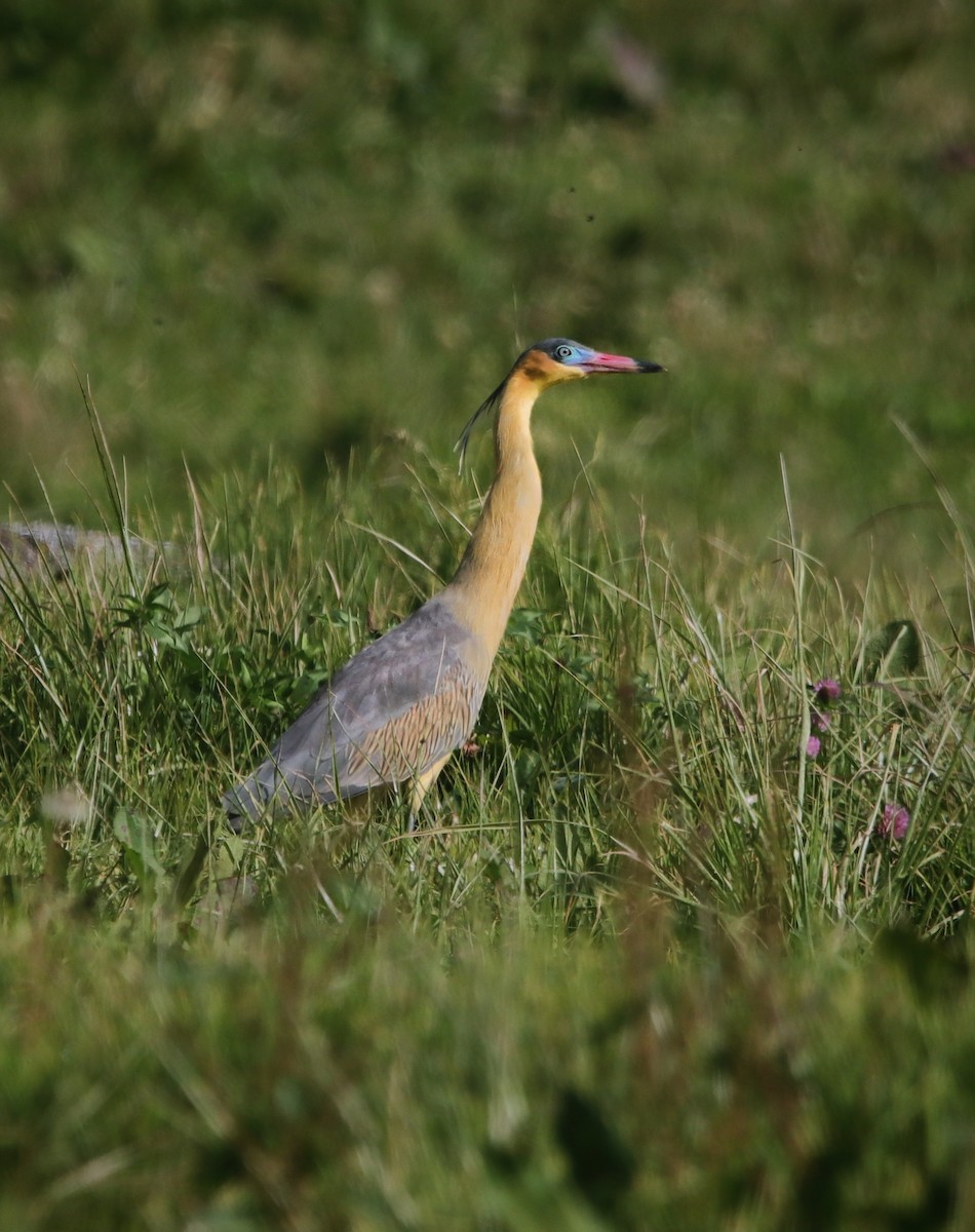 Whistling Heron - ML641779324