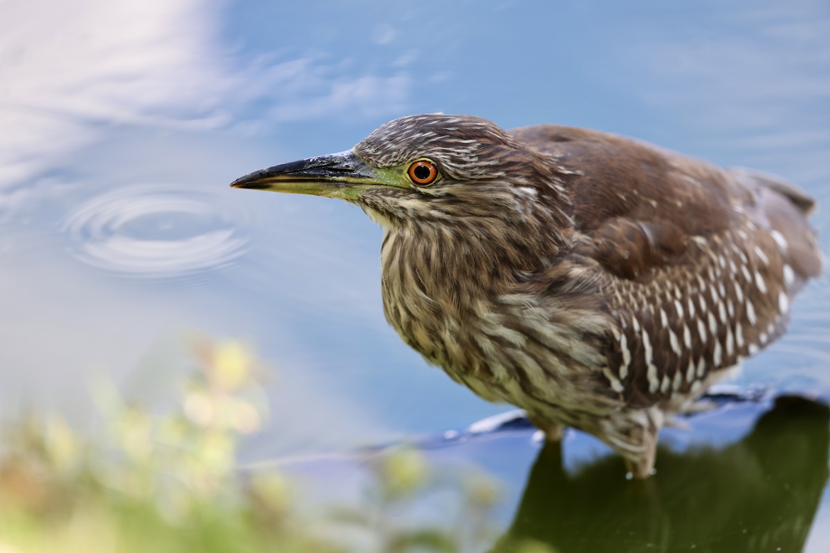 Black-crowned Night Heron - ML641779328
