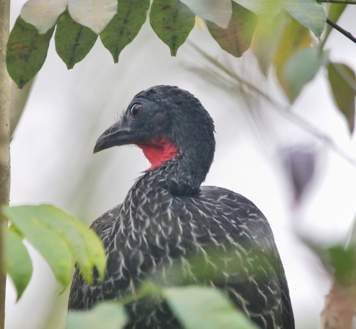 Cauca Guan - ML641779351