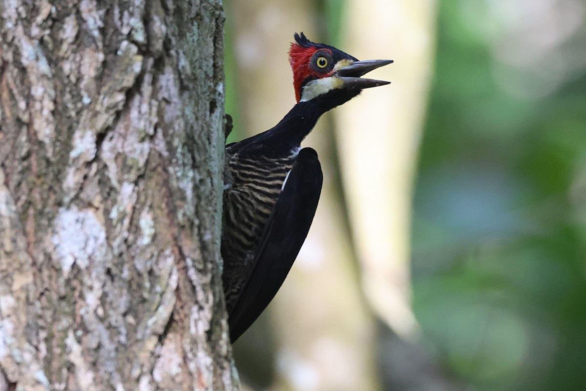 Crimson-crested Woodpecker - ML641779365