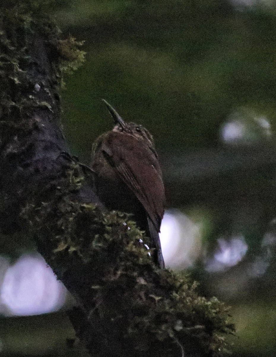 Black-banded Woodcreeper - ML641779371