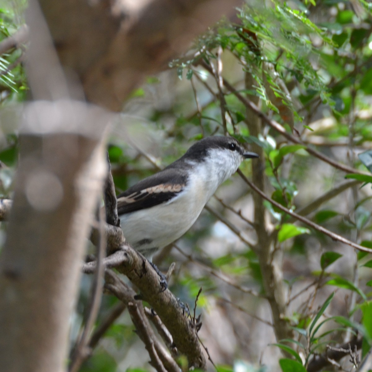 Long-tailed Triller - ML641779372