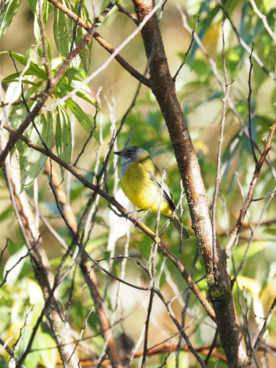 Lorentz's Whistler - ML641779379