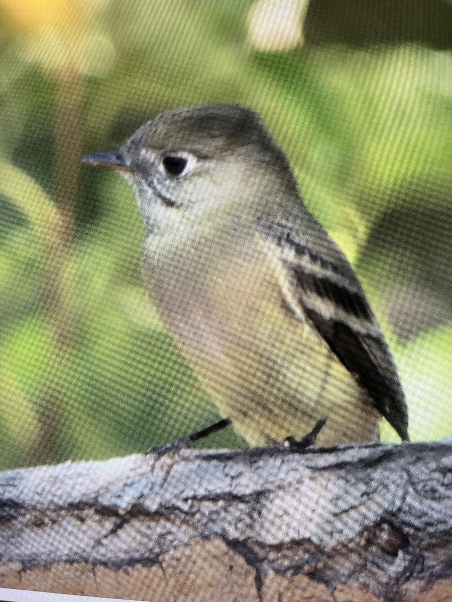 Western Flycatcher (Cordilleran) - ML641779396