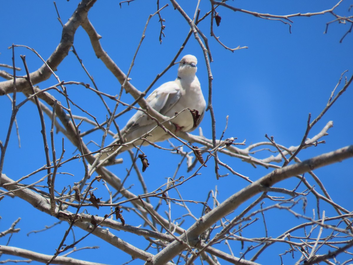 Eurasian Collared-Dove - ML641779399