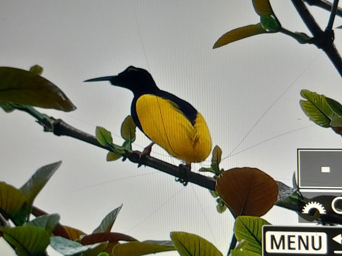 Twelve-wired Bird-of-Paradise - ML641779406