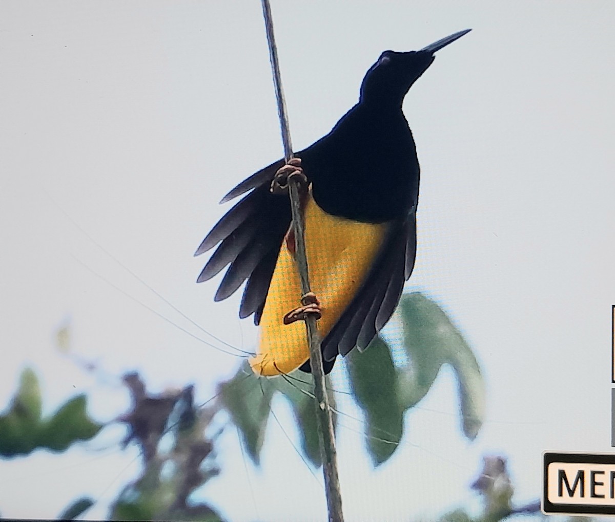Twelve-wired Bird-of-Paradise - ML641779411