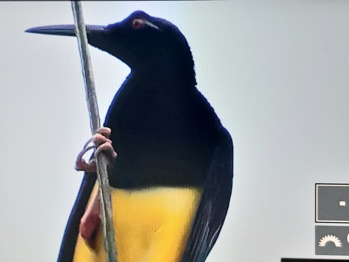 Twelve-wired Bird-of-Paradise - ML641779424
