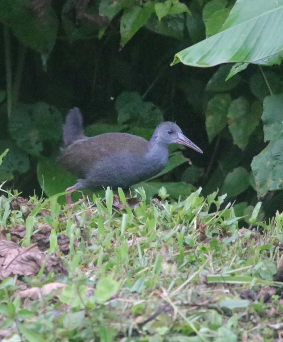 Blackish Rail - ML641779428