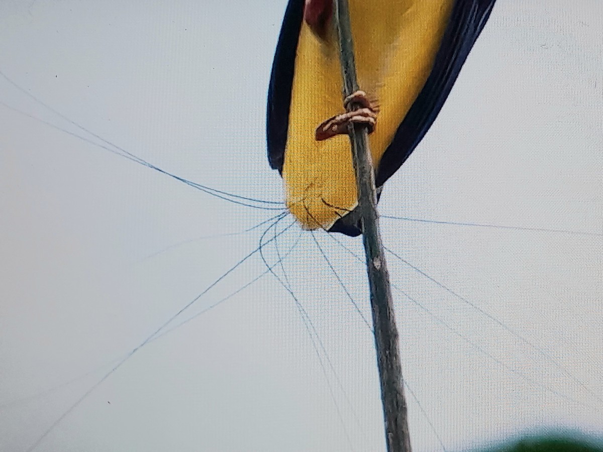 Twelve-wired Bird-of-Paradise - ML641779432