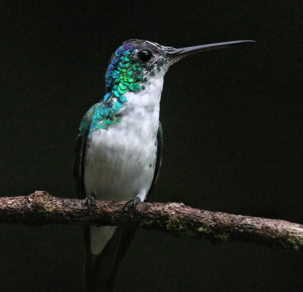 Andean Emerald - ML641779442