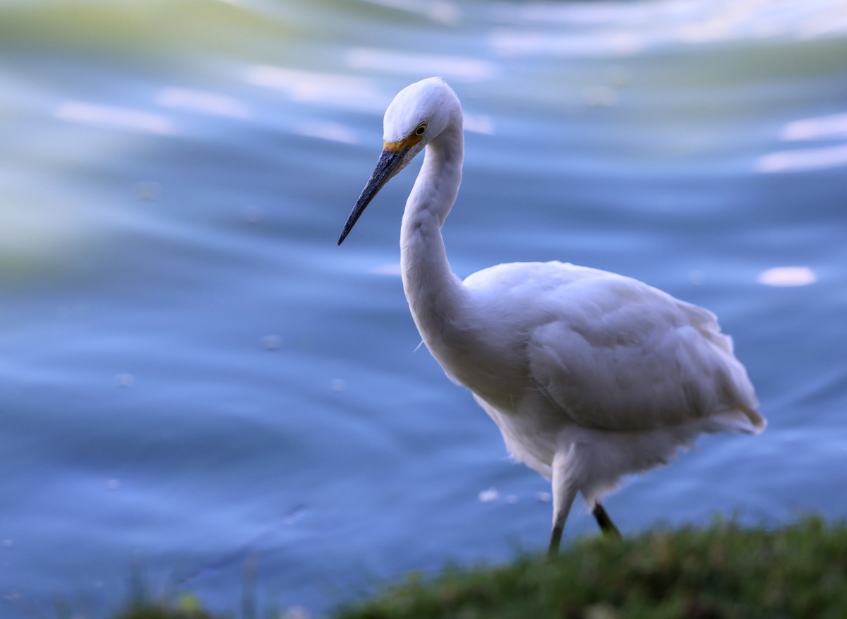 Snowy Egret - ML641779451
