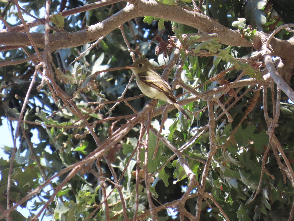 Western Flycatcher (Pacific-slope) - ML641779453
