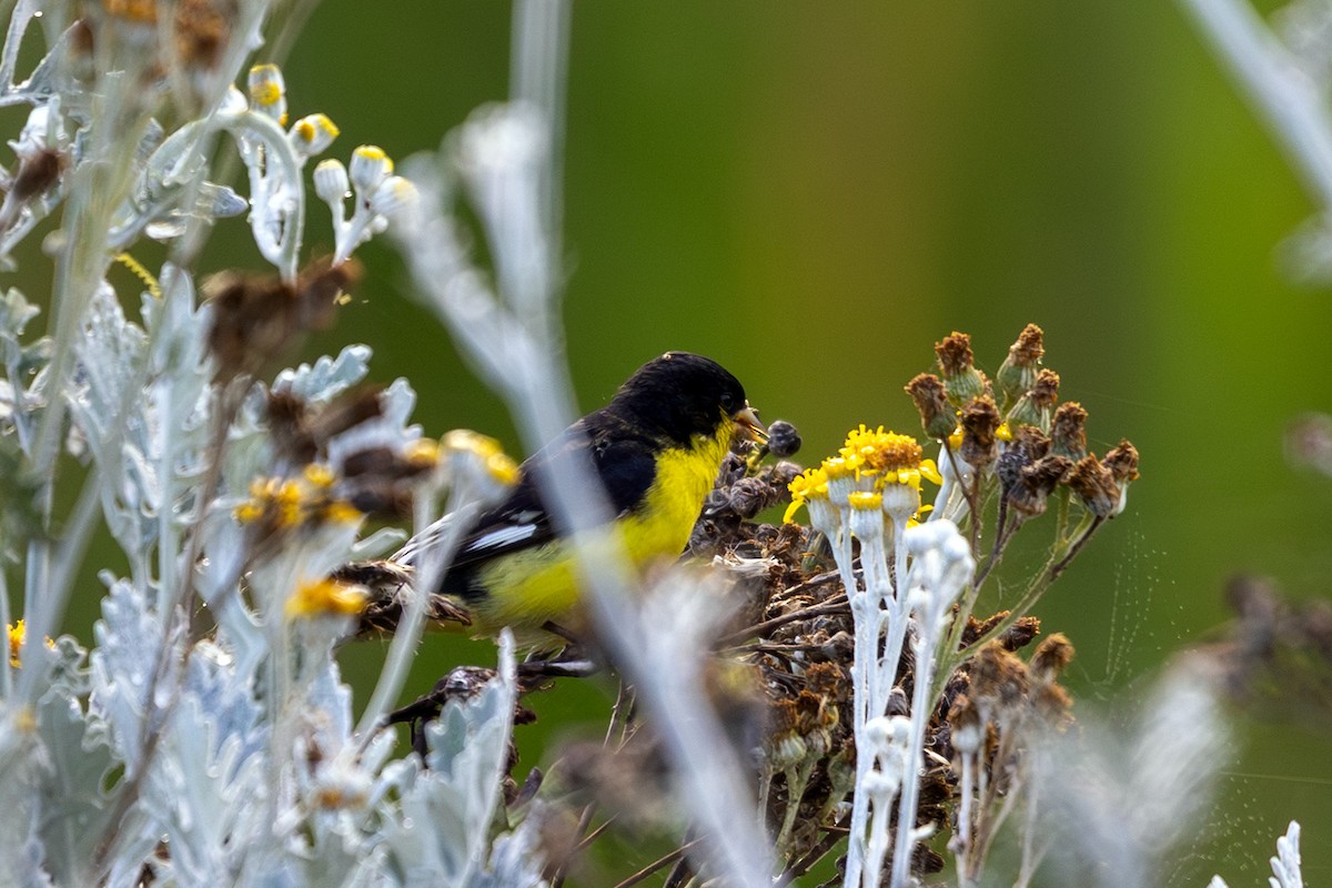 Lesser Goldfinch - ML641779461