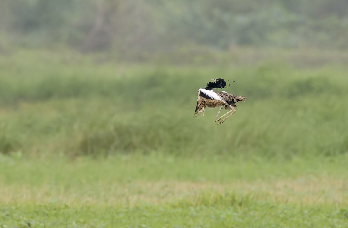 Outarde passarage - ML641779464