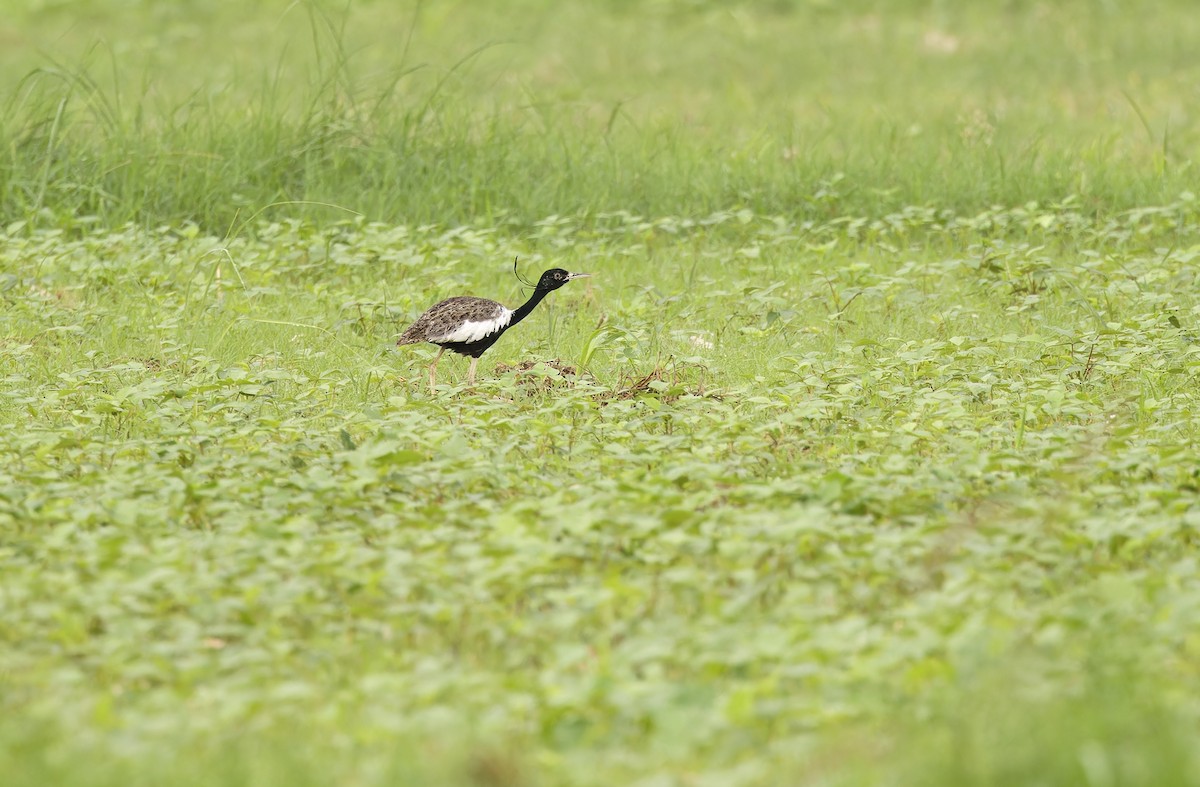 Outarde passarage - ML641779465