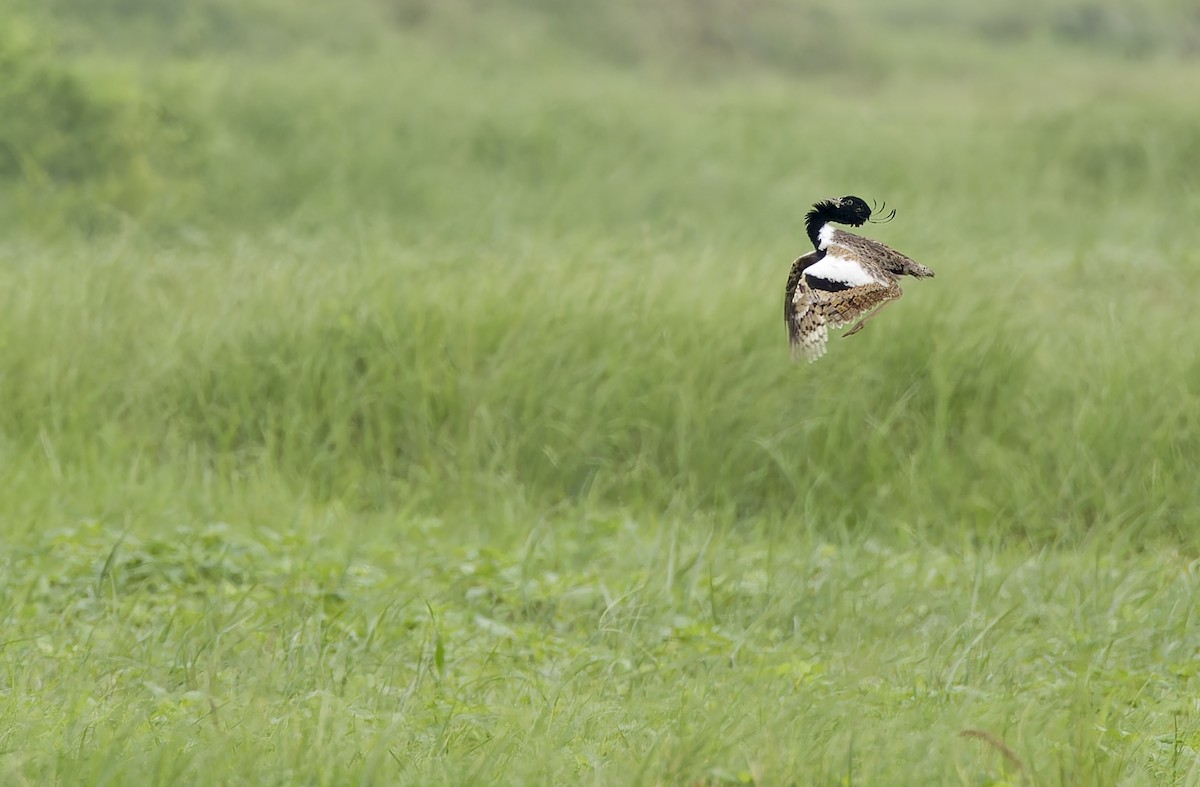 Outarde passarage - ML641779466