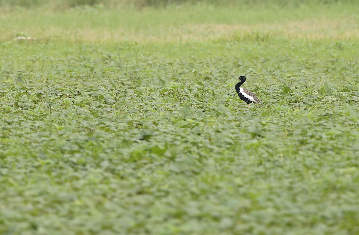 Outarde passarage - ML641779467